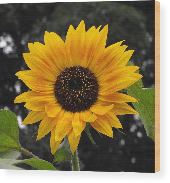 Daisy Wood Print featuring the photograph FLORA Sunflower by William OBrien