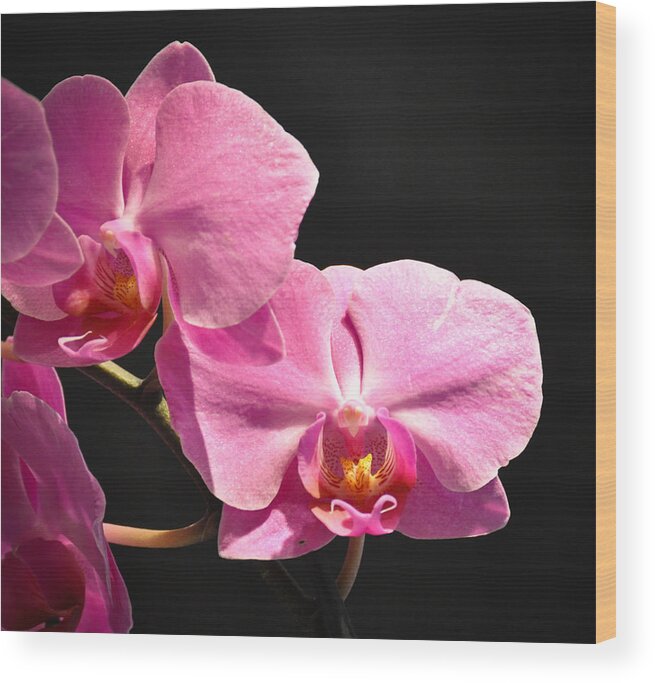 Pink Orchids Wood Print featuring the photograph Hot Pink Orchids by Ronda Broatch