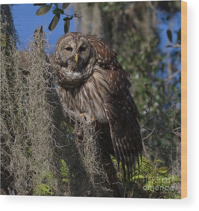 Barred Owl Wood Print featuring the photograph I See You by Sue Karski