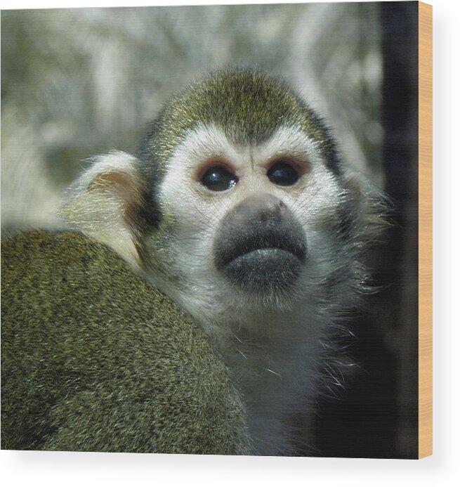 Monkey Wood Print featuring the photograph In Thought by Kim Galluzzo Wozniak
