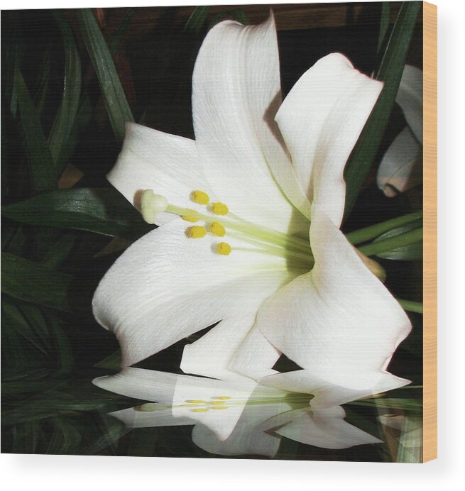 Flower Wood Print featuring the photograph Lily Reflection by Pamela Hyde Wilson