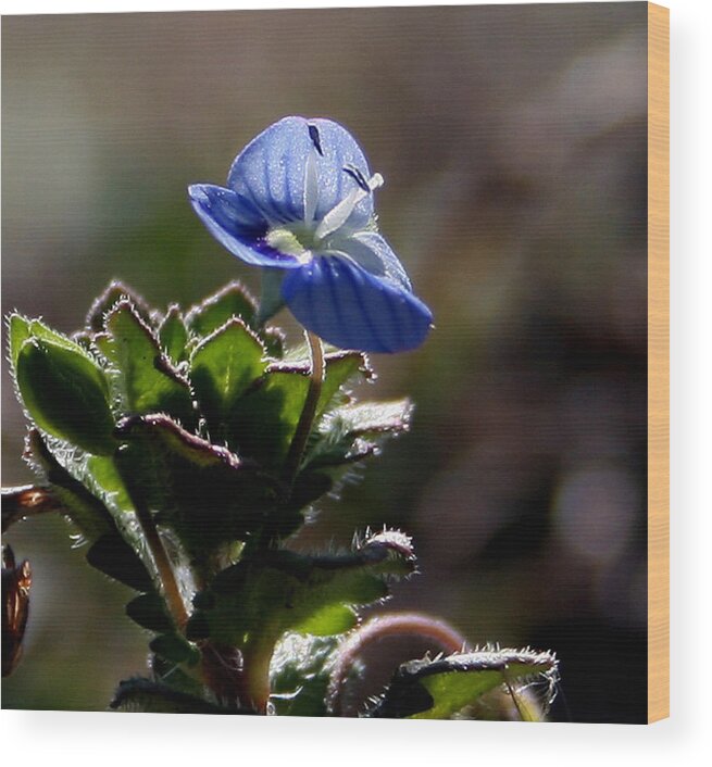 Flower Wood Print featuring the photograph Little Flower by Karen Harrison Brown