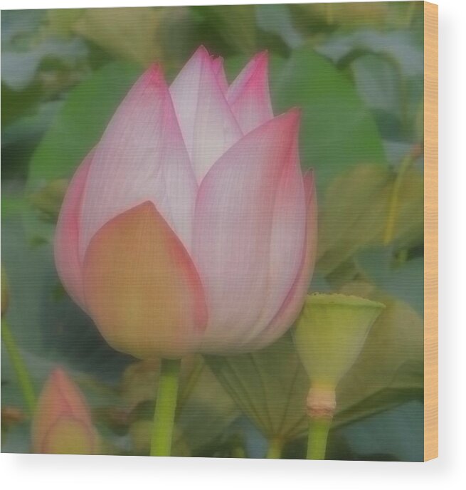 Lotus Wood Print featuring the photograph Lotus Flower by Chad and Stacey Hall