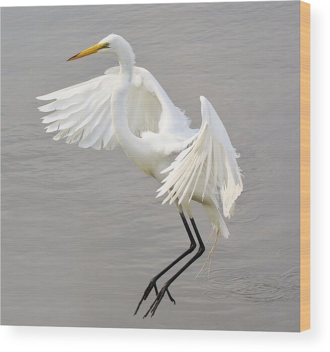 Egrets Wood Print featuring the photograph Lovely by Paulette Thomas