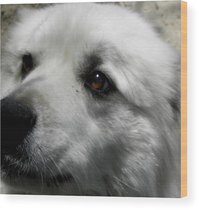 Great Pyrenees Wood Print featuring the photograph Loving eyes and Face by Kim Galluzzo Wozniak
