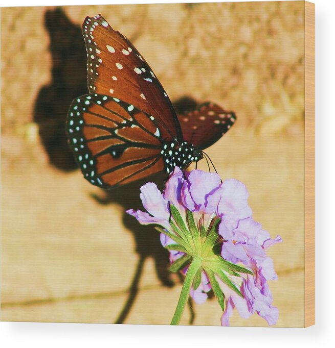 Butterflys Wood Print featuring the photograph Monarch by John Handfield