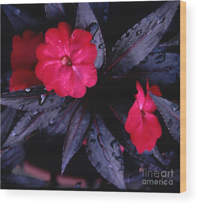 Vivid Wood Print featuring the photograph New Guinea Impatiens by Tom Wurl