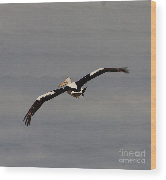 Australia Wood Print featuring the photograph Pelican in flight 2 by Blair Stuart