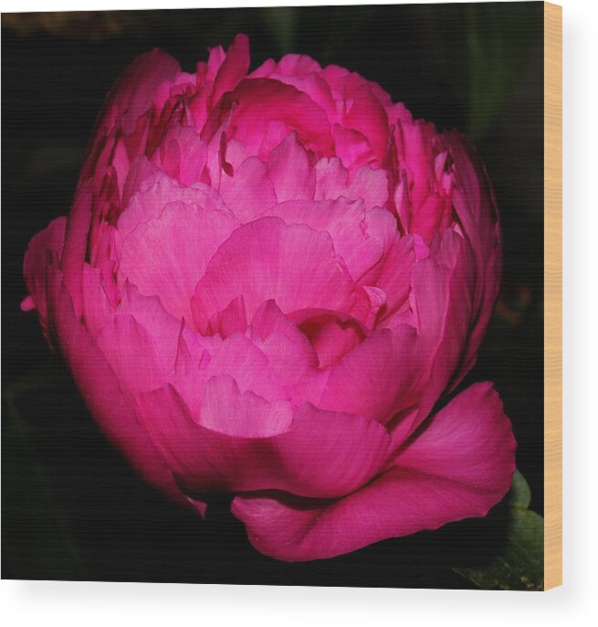 Nature Wood Print featuring the photograph Peony 2011 by Robert Morin
