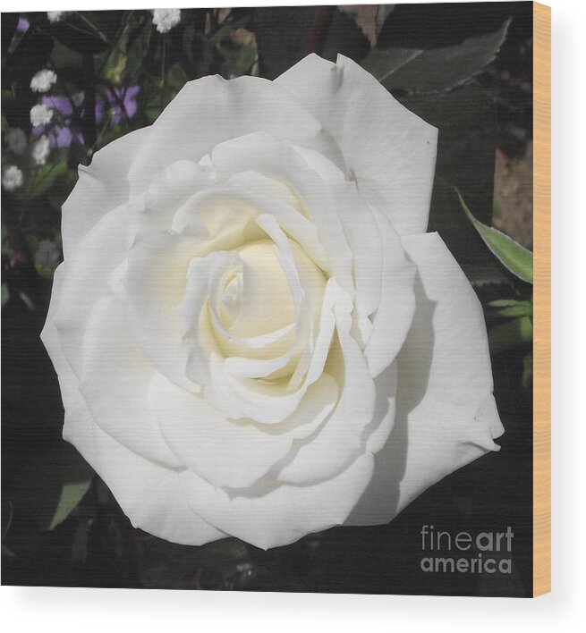 Rose Garden Wood Print featuring the photograph Pure White Rose by Michelle Welles