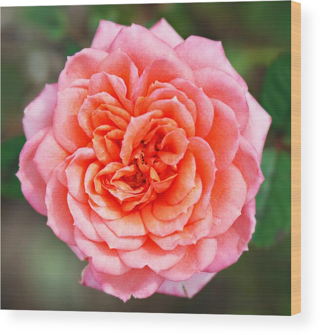 Rose Wood Print featuring the photograph Rose by Ng Hock How