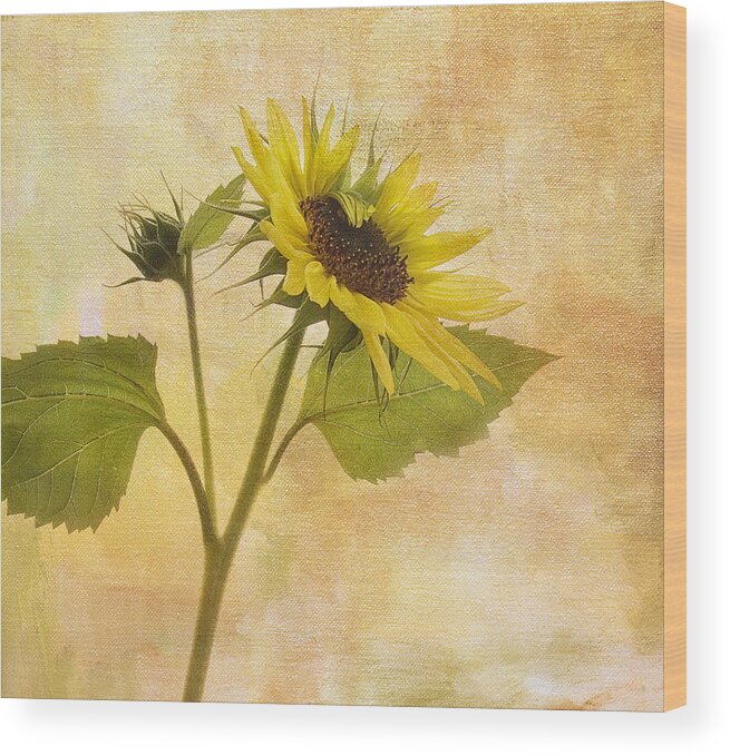 Sunflower Wood Print featuring the photograph Saying Goodbye to Summer by Rebecca Cozart