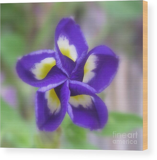 Flower Wood Print featuring the photograph Star Light Star Bright Photography by Holy Hands