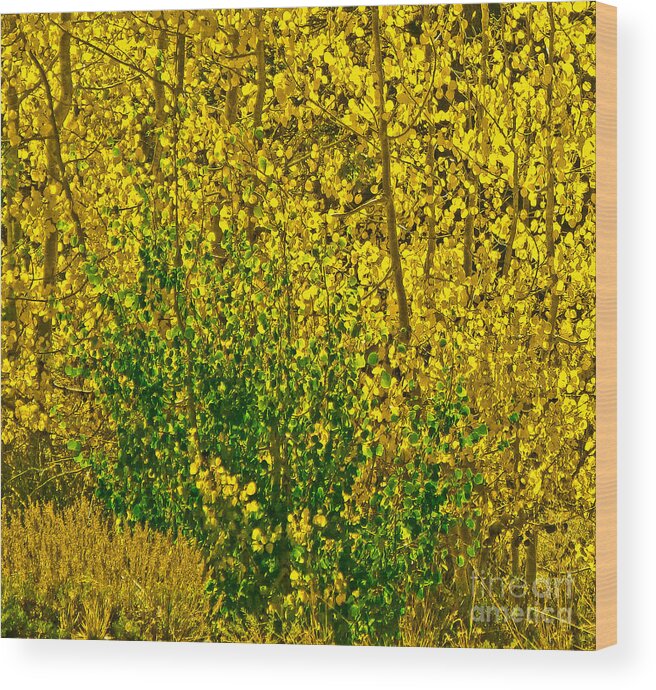 Aspen Leaves Wood Print featuring the photograph The Turn by L J Oakes