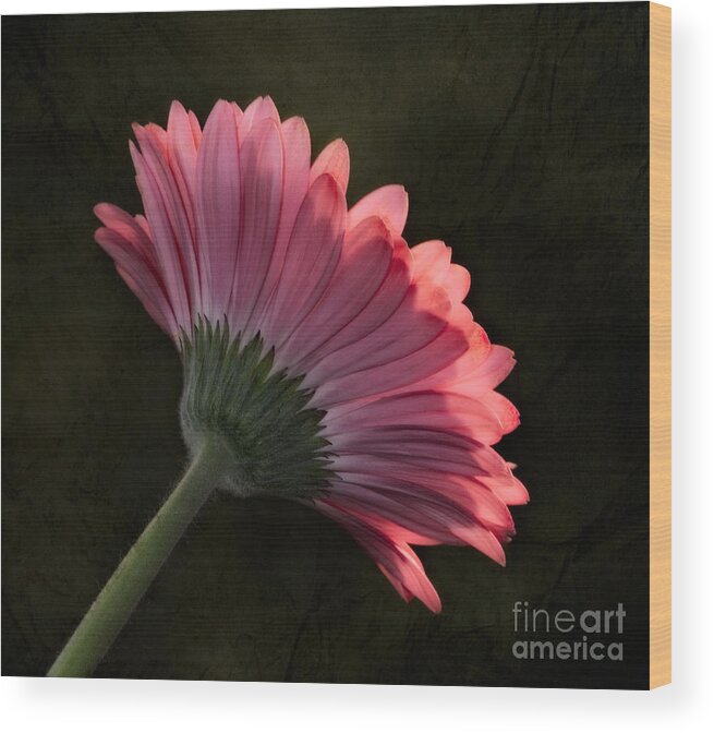 Gerbera Wood Print featuring the photograph There Is Always Two Sides by Susan Candelario
