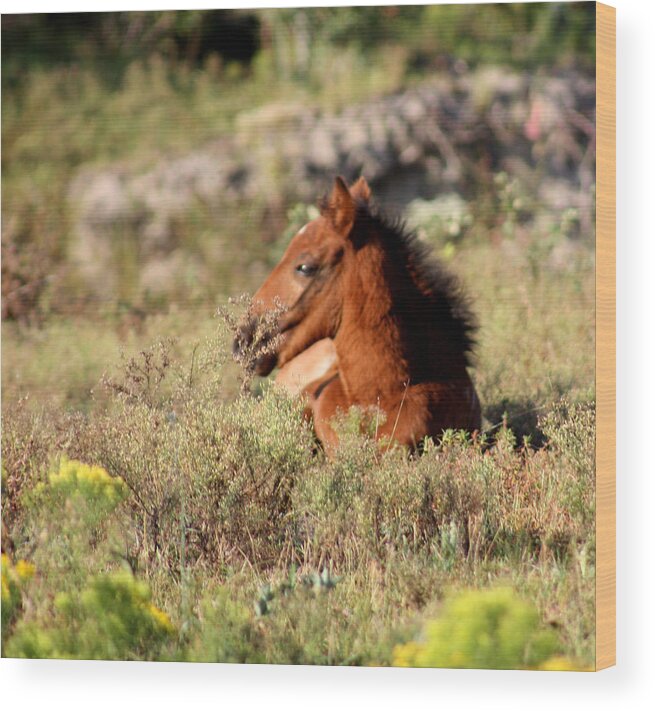 Wild Spanish Mustang Wood Print featuring the photograph Wild Spanish Mustang Foal by Kim Galluzzo