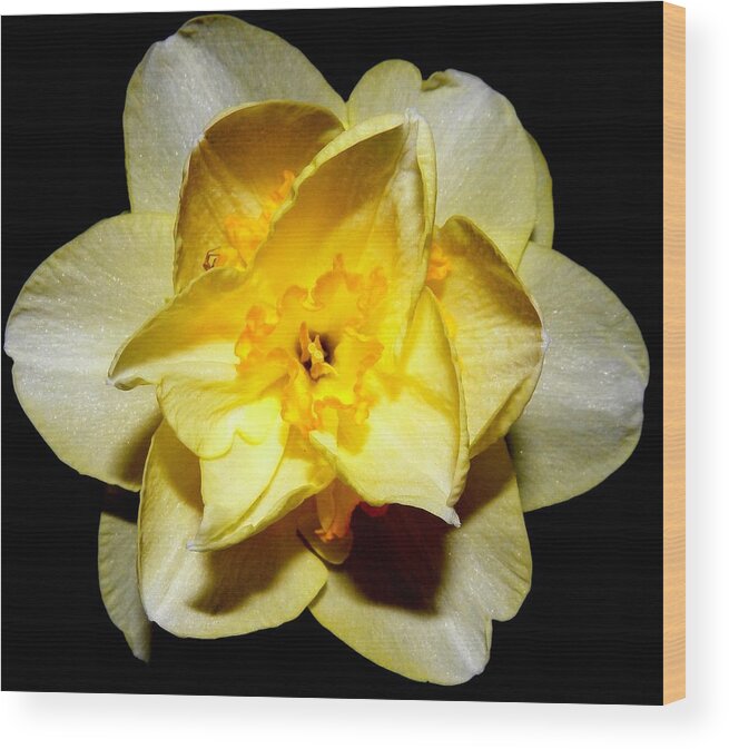 Yellow Wood Print featuring the photograph Yellow Dream by Kim Galluzzo