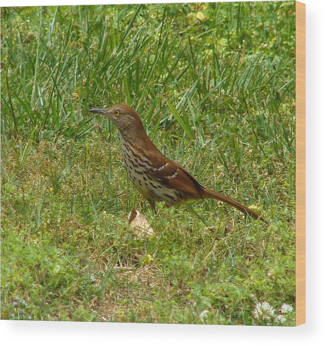 Bird Wood Print featuring the photograph Brown Thrasher #1 by Carl Moore