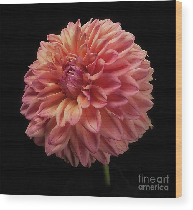 Flower Wood Print featuring the photograph Dahlia 'Ferncliff Copper' #1 by Ann Jacobson