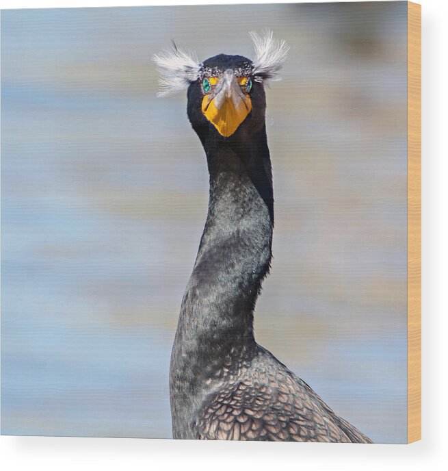 Double_crested_cormorant Wood Print featuring the photograph Double-crested Cormorant #1 by Tam Ryan