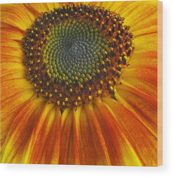 Sunflower Wood Print featuring the photograph Sunflower center #1 by Elvira Butler