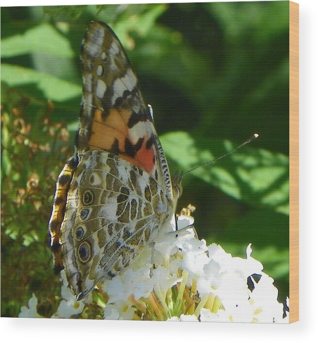  Wood Print featuring the photograph Butterfly #38 by Gerald Kloss