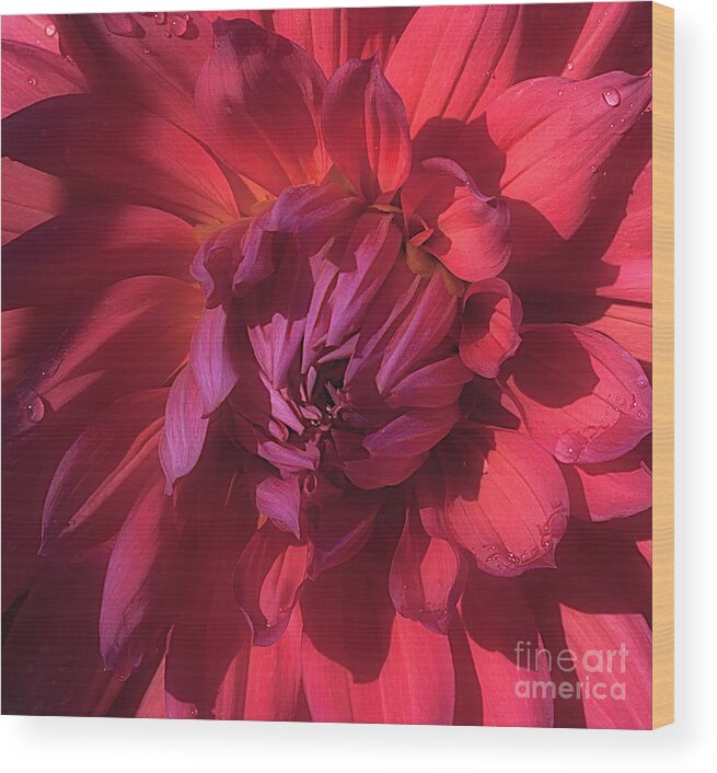 Flower Wood Print featuring the photograph Dahlia 'Wyn's King Salmon' #2 by Ann Jacobson