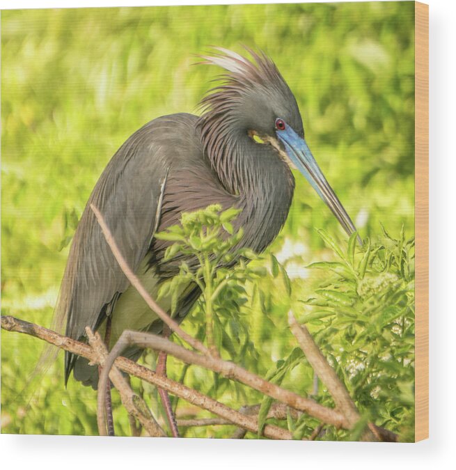 Florida Wood Print featuring the photograph Tricolored Heron #2 by Jane Luxton
