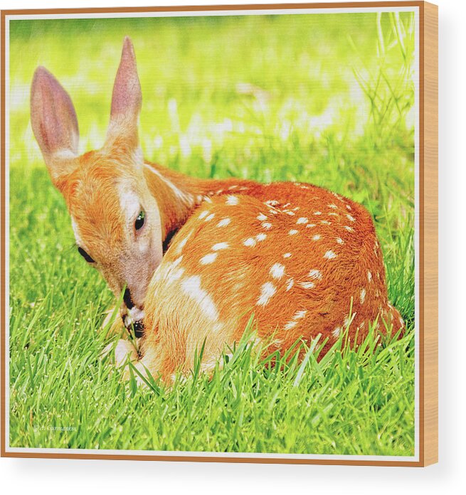 Environment Wood Print featuring the photograph White-tailed Deer Fawn #4 by A Macarthur Gurmankin