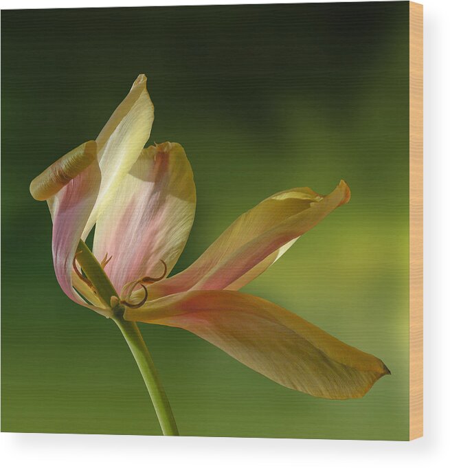 Flower Wood Print featuring the photograph 4188 by Peter Holme III