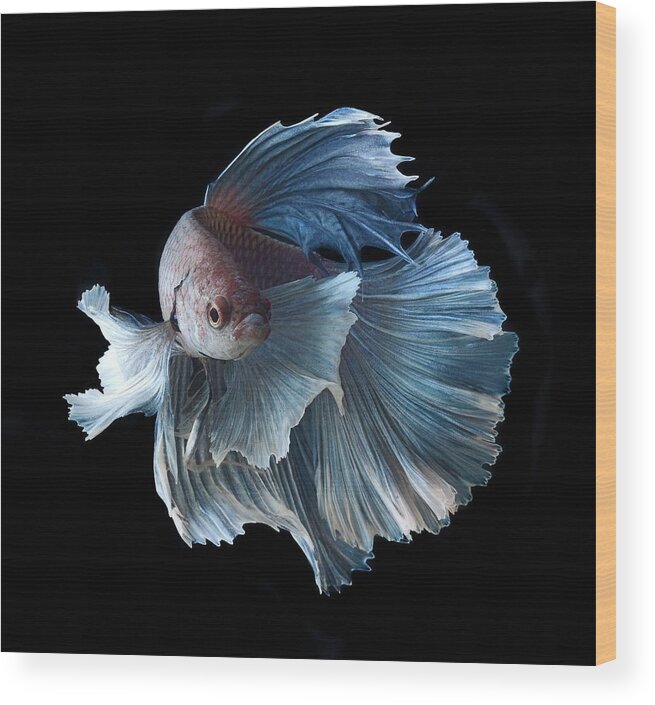 Betta Wood Print featuring the photograph Betta #5 by Jackie Russo