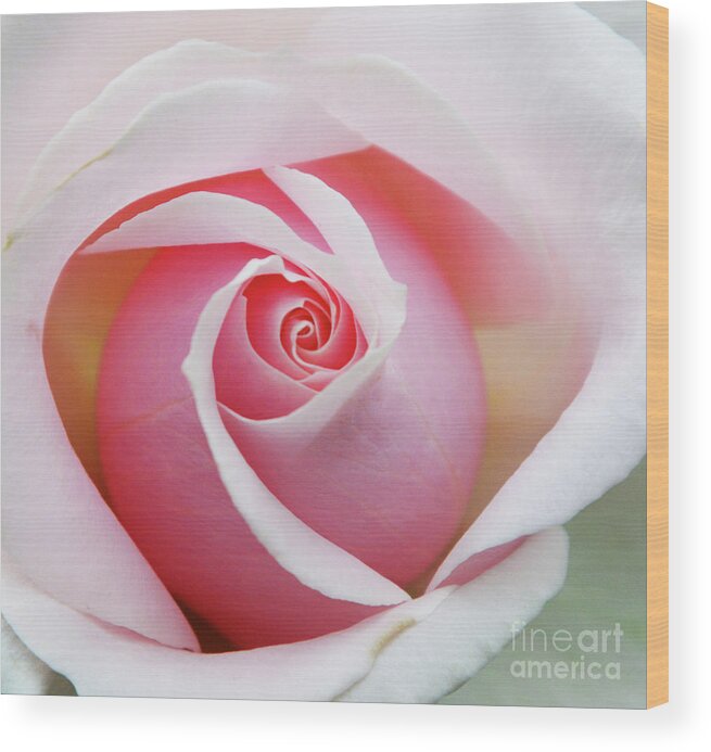 Flowers Wood Print featuring the photograph A Rose by any other name by Cindy Manero