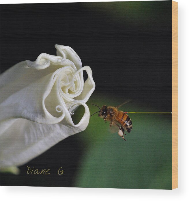 Angel Trumpet Wood Print featuring the photograph Angel Trumpet by Diane Giurco