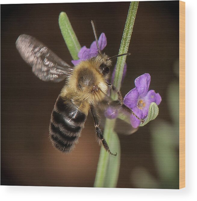 Bee Wood Print featuring the photograph Arrival by Len Romanick