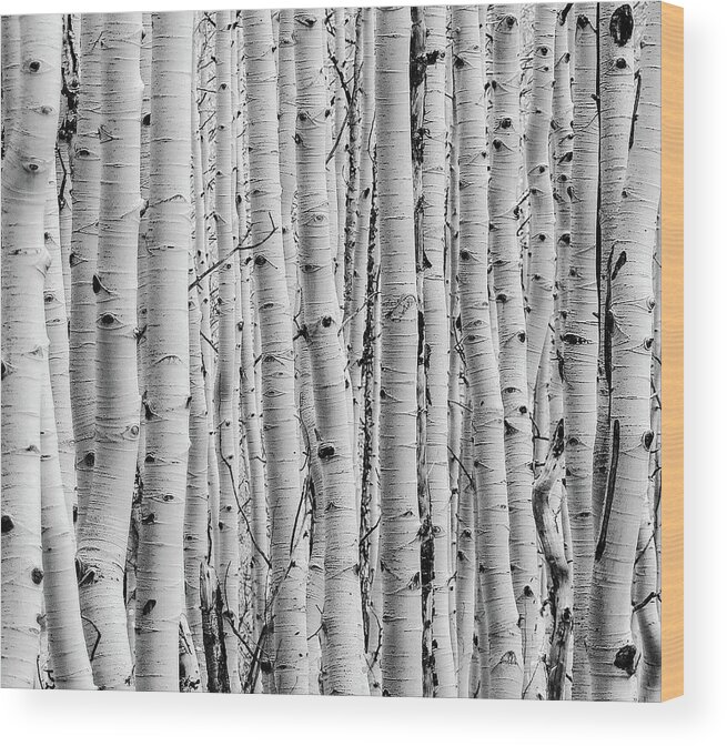 Aspen Wood Print featuring the photograph Aspen by Rand Ningali