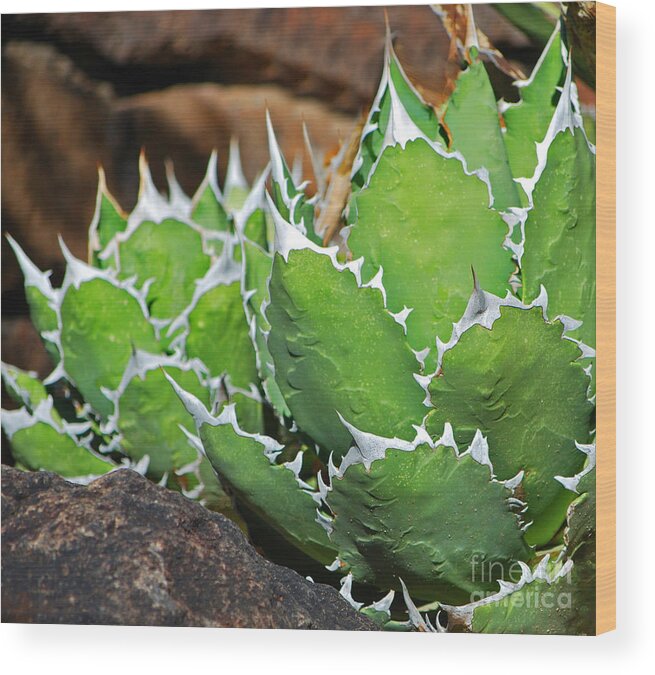 Fine Art Wood Print featuring the photograph Beautiful Cactus by Donna Greene
