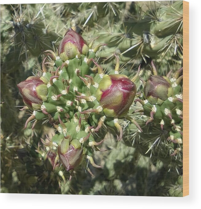Cactus Wood Print featuring the photograph Beginnings by Claudia Goodell
