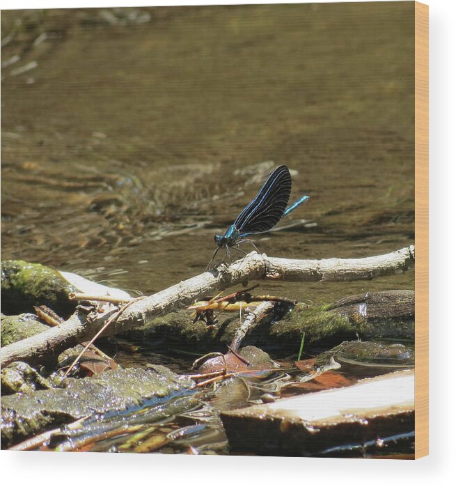 Insect Wood Print featuring the photograph Blue Beauty by Azthet Photography