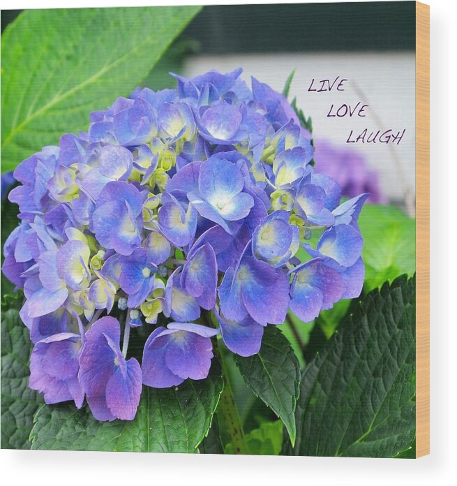 Blue Wood Print featuring the photograph Blue hydrangea by Sue Morris