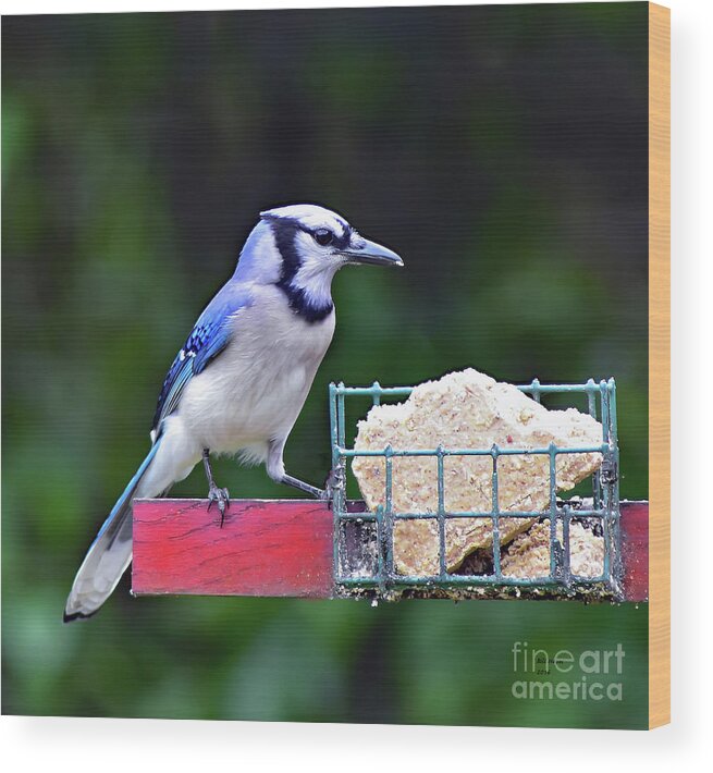 Bird Wood Print featuring the photograph Blue Jay - Cyanocitta Cristata by DB Hayes