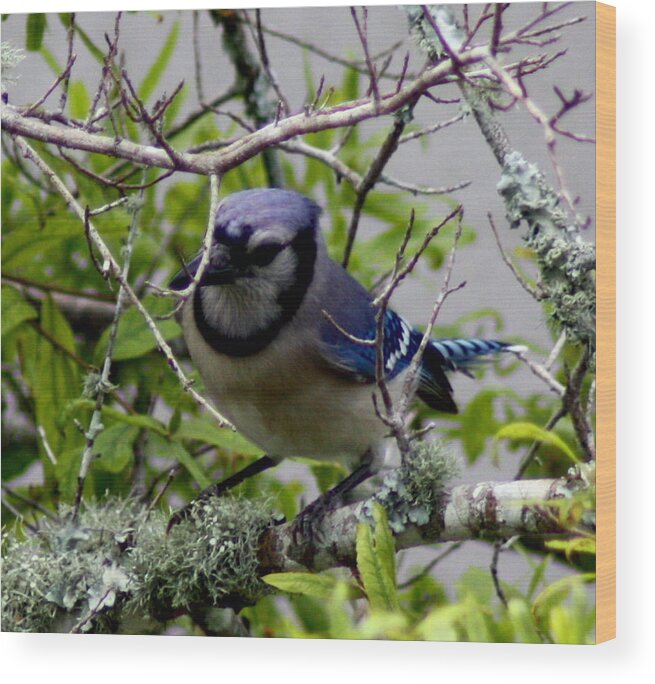 Blue Jay Wood Print featuring the photograph Blue Jay by Michael Albright