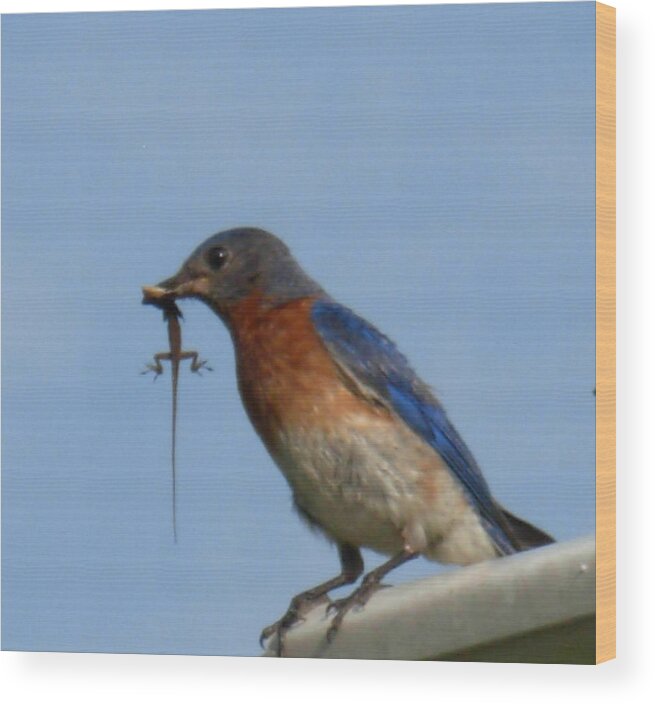 Eastern Bluebird With Anole For Nestlings Wood Print featuring the photograph Bluebird Bringing Home Lunch by Jeanne Juhos