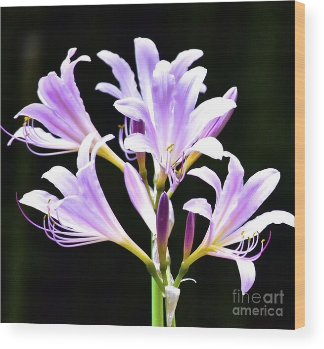 Flowers Wood Print featuring the photograph Bouquet in the Dark by Tracy Rice Frame Of Mind