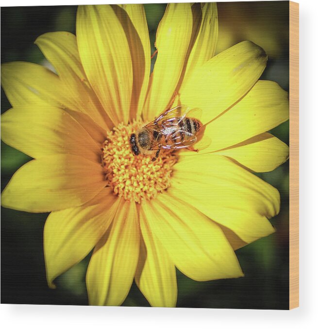 Bee Wood Print featuring the photograph Busy Bee by Alison Frank
