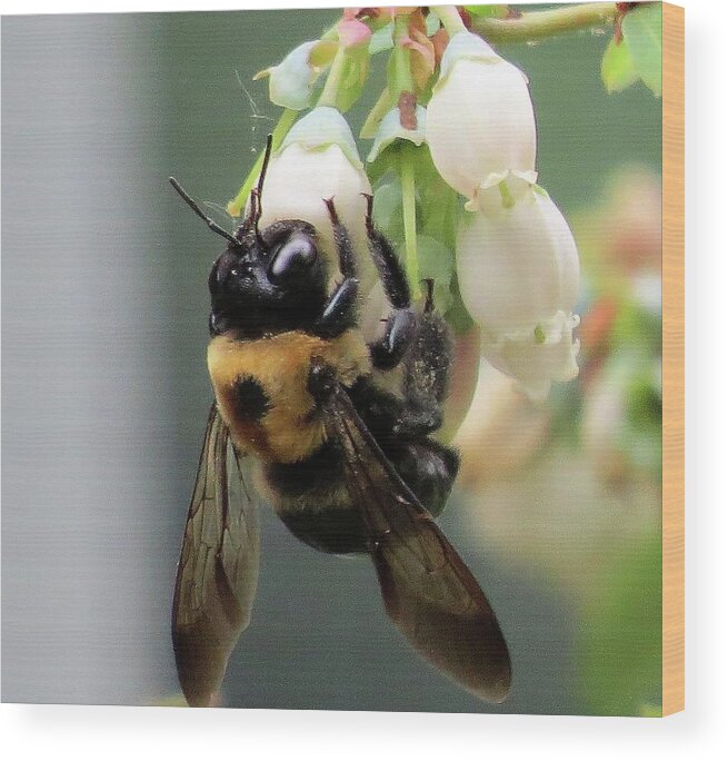 Bees Wood Print featuring the photograph Busy Bee on Blueberry Blossom by Linda Stern