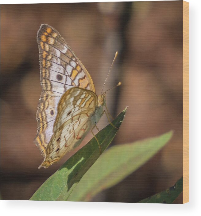 Florida Wood Print featuring the photograph Butterfly by Jane Luxton