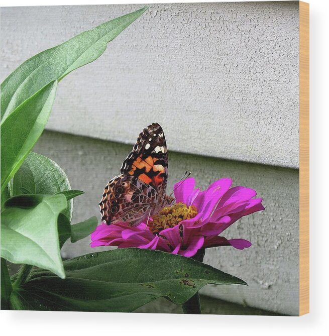 Butterfly Wood Print featuring the photograph Butterfly on Gerbera Daisy by Linda Stern