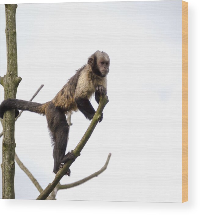 Animal Wood Print featuring the photograph Capuchin Monkey by Scott Lyons