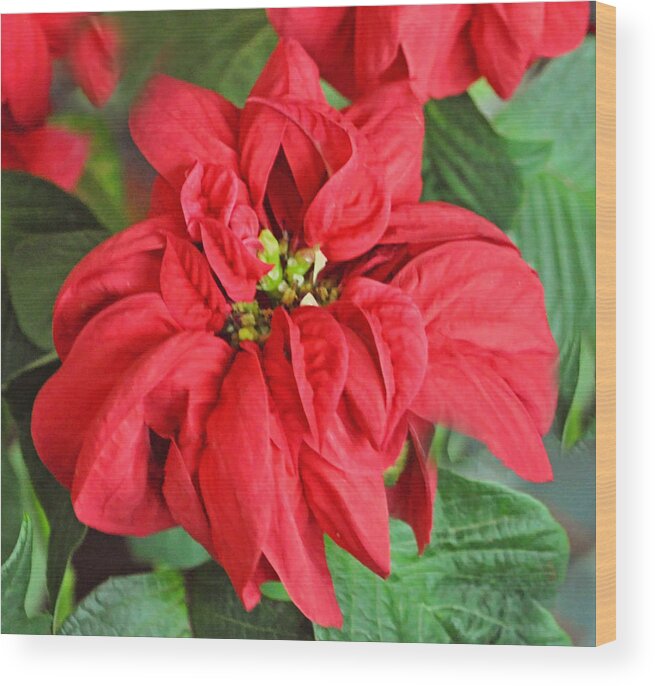 Pinsetter Wood Print featuring the photograph Christmas Flower by Judith Russell-Tooth
