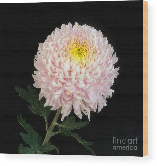 Flower Wood Print featuring the photograph Chrysanthemum 'Otome Pink' by Ann Jacobson